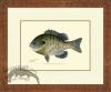 Sunfish - Bluegill